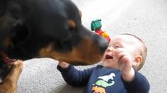 KRÁSNÉ VIDEO: Rotvajler chce sežrat miminko samou láskou!