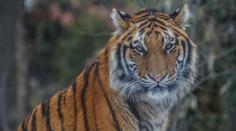 Nakažený tygr v zoo už není jediný, Covid-19 se potvrdil u dalších 7 šelem