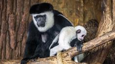 V pražské zoo mají další tahák! Malou opičku už i pokřtili! VIDEO