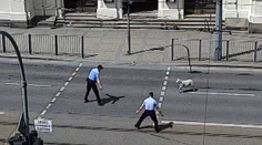 Zatoulaná ovce zastavila dopravu v Plzni. S odchytem pomohla městská policie