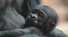 Veřejnost rozhodla. Gorilí mládě v pražské zoo už má jméno, kmotrem je slavný youtuber