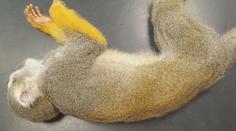 Jindřichohradecká zoo hledá návštěvníka krmícího zvířata. Opičku otrávil čokoládou