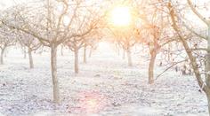 VÝSTRAHA: Meteorologové varují před mrazem. Může poškodit ovocné stromy