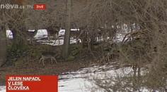 Jelen napadl muže u Opavy! S vážným zraněním ho odvezl vrtulník