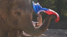 Slon v německé zoo překvapil návštěvníky: Vyhraje Francie, rozhodl