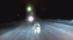 Video: Kráva chtěla na svobodu! Vyskočila za jízdy z auta