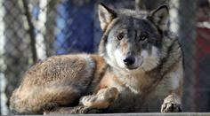 Zoo pobouřila veřejnost, utratila celou vlčí smečku. Nešlo to prý jinak