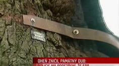 Pětisetletý vzácný dub lehl popelem