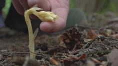 Botanici a ochránci jásají. Mykolog v lese našel vzácnou rostlinu