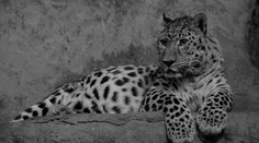 Smutná zpráva z ústecké zoo! Museli utratit levharta Rushera