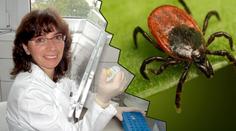 Odbornice na klíšťata: Očkování existuje pro lidi i zvířata