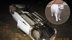 Kočka za jízdy vyklouzla z tašky, řidič přetočil auto na střechu
