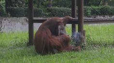 Orangutan vykouřil cigaretu. Zoo se ocitla pod palbou kritiky! VIDEO