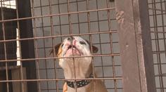 Muž venčil psa opilý, pitbul pokousal na hřišti dítě. Padl rozsudek!