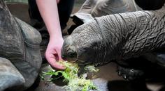 Reportér TV Nova pečoval o zvířata v zoo. Kousla ho želva