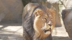 Nováček ve výběhu. V ostravské zoo se zabydluje samec lva z Polska