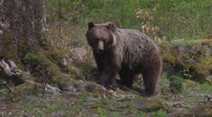 V Beskydech se pohybuje medvěd. Lidé by se měli mít na pozoru
