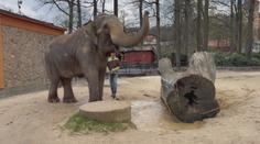 Liberecká zoo končí s chovem slonů. Samice Bala zamíří do Velké Británie