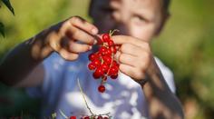 Rybízová sezóna vrcholí! Kde a za kolik si ho můžete koupit