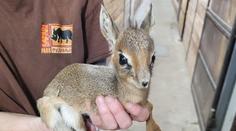 Česká zoo má roztomilý přírůstek. Narození takového mláděte je vzácnost