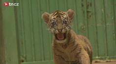První krůčky tygra sumaterského z pražské zoo