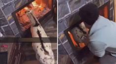 VIDEO: Koza sebevrahem? Zvíře skákalo do ohně, údajně kvůli bacilům