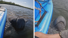 VIDEO: Ženu chytil za nohu vodní gigant při pádlování. Na nic nečekala a situaci natočila