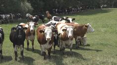 Velká záhada! Na Domažlicku uhynulo 80 krav, nikdo neví proč