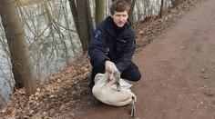 Město pod útokem labutí! Záludného ptáka uklidnili strážníci speciálním chvatem
