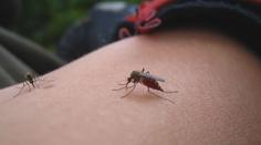 Z dovolené si nevozíme jen suvenýry! V zahraničí číhají nebezpečné nemoci