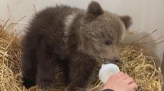 Známá zoo přišla o svou raritu. Museli utratit jednoho z medvědů