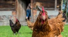 Nové nařízení EU: Každý chovatel slepic se musí registrovat. Česko chce výjimky