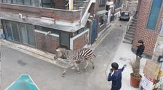 VIDEO: Mladá zebra se vydala vstříc metropoli. Lidé nevěděli, co s ní