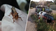 Na řidiče za jízdy zaútočila sarančata. Vystrašený strhl volant a havaroval