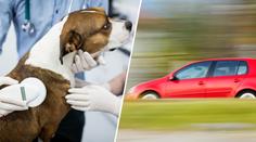 Veterinářka jela na pomoc fence. Reakce policie vyvolala na sítích lavinu emocí