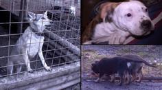 Po ZESNULÉ ženě zůstalo 13 psů, přišla pro ně ODCHYTOVÁ SLUŽBA