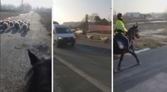 Stádo ovcí na pražské ulici naháněli policisté na koních!