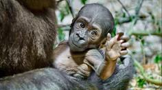 Gorilátko z pražské zoo je samička. Slavná vědkyně jí dala krásné jméno