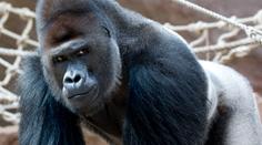 Covid v pražské ZOO! Pozitivní je gorilí miláček Richard i další zvířata