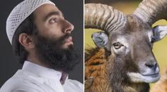 Úsměvný omyl na tísňové lince. Trefil řidič muflona, nebo muslima?!