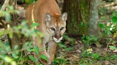 Puma urazila už stovky kilometrů, teď děsí lidi u Kroměříže!