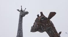 Ve Starém Městě mají unikátní zoo. Zvířata jsou výhradně ze železa
