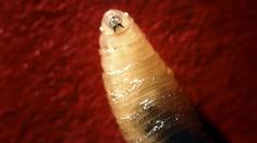 Masožravá larva poprvé infikovala člověka. Svou oběť žere zevnitř