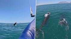 VIDEO: Šokující setkání kitesurfera s velrybou. Po podobné zkušenosti by se musel leckdo jít "přebalit"