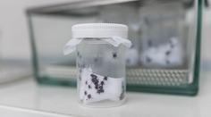 Průlom v léčbě boreliózy. Čeští vědci mají účinnou vakcínu na dosah