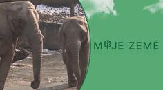 Zoo hrozily, že budou muset utrácet zvířata! Pomůže jim finanční podpora