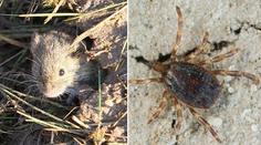 Vědci se bojí extrémního nárůstu nemocí od klíšťat, můžou za to myši
