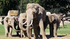 NOVINKY V ZOO: Samec Mekong si vyhlédl mladinkou Janitu