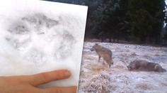 Pozor, vlci! Na Kokořínsku natočili smečku sedmi šelem! VIDEO