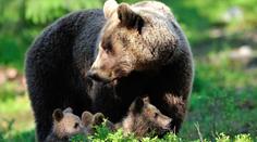 Výskyt medvěda potvrzen. U Zlína našli jeho stopy, šelma může mít až 200 kg
